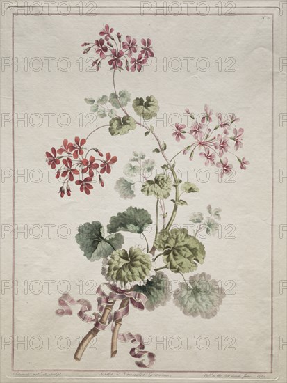 A Collection of Flowers Drawn from Nature:  No. 6 - Scarlet and Variegated Geranium, 1801. John Edwards (British). Etching, hand colored