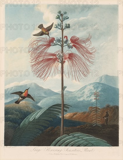 The Temple of Flora, or Garden of Nature:  Large Flowering Sensitive Plant, 1799-1807. Robert John Thornton (British, 1768-1837). Aquatint, stipple and line engraving
