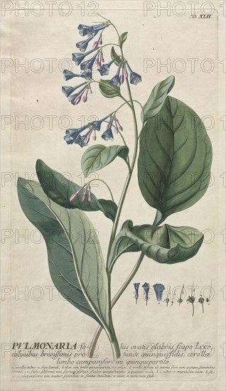 Plantae Selectae:  No. 42 - Pulmonaria. Georg Dionysius Ehret (German, 1708-1770), Christopher Jacob Trew (German). Engraving, hand-colored