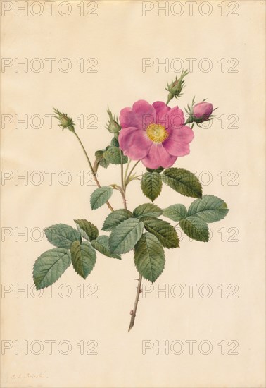 Cabbage Rose (Rosa Centifolia Simplex), 1817-1824. Henry Joseph Redouté (French, 1766-1853). Watercolor;
