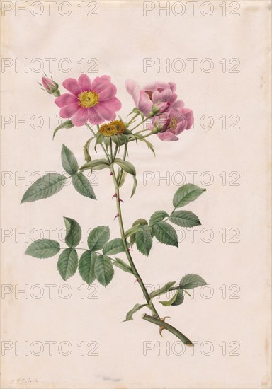 Rosa Collina Monsoniana, 1817-1824. Henry Joseph Redouté (French, 1766-1853). Watercolor;