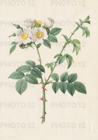 Brier Bush Rose or Dog Rose (Rosa Leucantha), 1817-1824. Henry Joseph Redouté (French, 1766-1853). Watercolor;