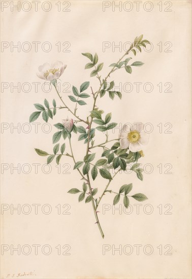 Brier Bush Rose or Dog Rose (Rosa Sepium Rosea), 1817-1824. Henry Joseph Redouté (French, 1766-1853). Watercolor;