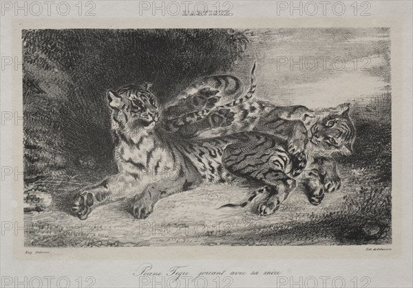 Young Tiger Playing with its Mother, 1831. Eugène Delacroix (French, 1798-1863). Lithograph; sheet: 20.4 x 26.7 cm (8 1/16 x 10 1/2 in.); image: 11.2 x 18.9 cm (4 7/16 x 7 7/16 in.)