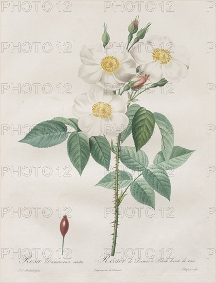 Les Roses:  Rosa Damascena, subalba, 1817-1824. Henry Joseph Redouté (French, 1766-1853). Stipple and line engraving, with hand coloring