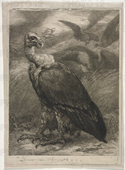 Vulture, 1904. Félix Bracquemond (French, 1833-1914). Etching; sheet: 38.3 x 28.3 cm (15 1/16 x 11 1/8 in.); platemark: 36.2 x 26.4 cm (14 1/4 x 10 3/8 in.)