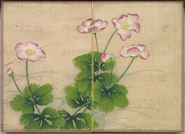 Desk Album: Flower and Bird Paintings (mallow flowers), 18th Century. Zhang Ruoai (Chinese). Album leaf, ink and color on paper; image: 14.4 x 20.3 cm (5 11/16 x 8 in.); album, closed: 15 x 10.8 x 3 cm (5 7/8 x 4 1/4 x 1 3/16 in.).