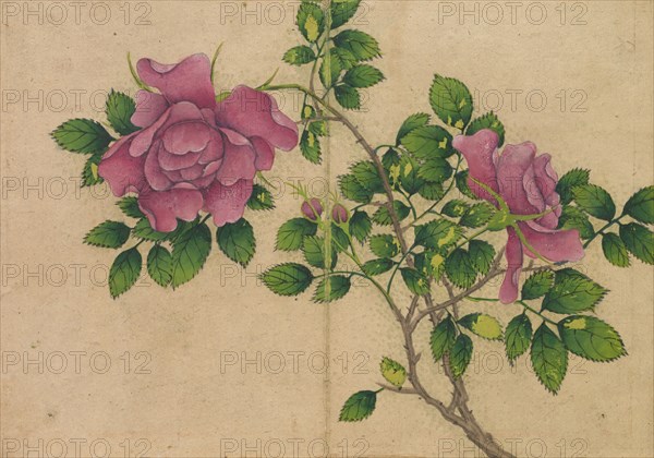 Desk Album: Flower and Bird Paintings (Rose), 18th Century. Zhang Ruoai (Chinese). Album leaf, ink and color on paper; image: 14.4 x 20.3 cm (5 11/16 x 8 in.); album, closed: 15 x 10.8 x 3 cm (5 7/8 x 4 1/4 x 1 3/16 in.).