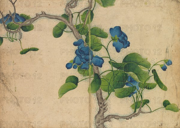 Desk Album: Flower and Bird Paintings (Climbing Blue Flowers), 18th Century. Zhang Ruoai (Chinese). Album leaf, ink and color on paper; image: 14.4 x 20.3 cm (5 11/16 x 8 in.); album, closed: 15 x 10.8 x 3 cm (5 7/8 x 4 1/4 x 1 3/16 in.).