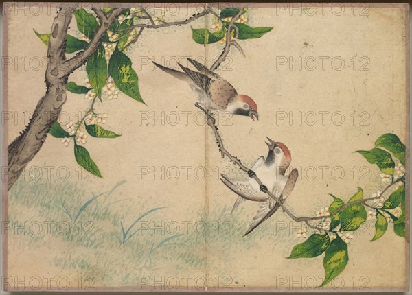 Desk Album: Flower and Bird Paintings (Gossiping Sparrows), 18th Century. Zhang Ruoai (Chinese). Album leaf, ink and color on paper; image: 14.4 x 20.3 cm (5 11/16 x 8 in.); album, closed: 15 x 10.8 x 3 cm (5 7/8 x 4 1/4 x 1 3/16 in.).