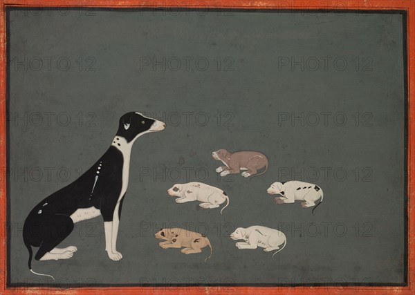 Dog with pups, c. 1780. India, Rajasthan, Ajmer, probably Sawar school, 18th century. Ink and opaque watercolor on paper; image: 22 x 16.5 cm (8 11/16 x 6 1/2 in.); overall: 18.7 x 25 cm (7 3/8 x 9 13/16 in.).
