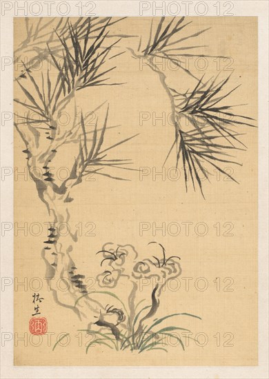 Pine Tree and Fungus, 19th century. Tsubaki Chinzan (Japanese, 1801-1854). Album leaf; ink and light color on ivory silk; sheet: 25.3 x 17.7 cm (9 15/16 x 6 15/16 in.).