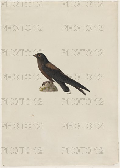 Needle-Tailed Swift (Hirundapus caudaculus), 1800s. Paul Hüet (French, 1803-1869). Watercolor and gouache; framing lines in graphite; sheet: 48.5 x 34.6 cm (19 1/8 x 13 5/8 in.); image: 22.5 x 22.8 cm (8 7/8 x 9 in.).