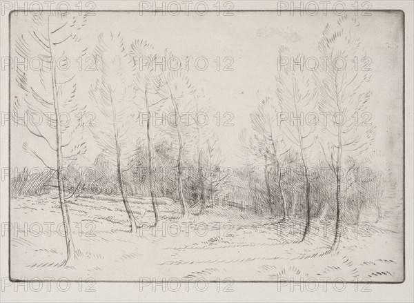 Avenue of Poplars. Alphonse Legros (French, 1837-1911). Drypoint