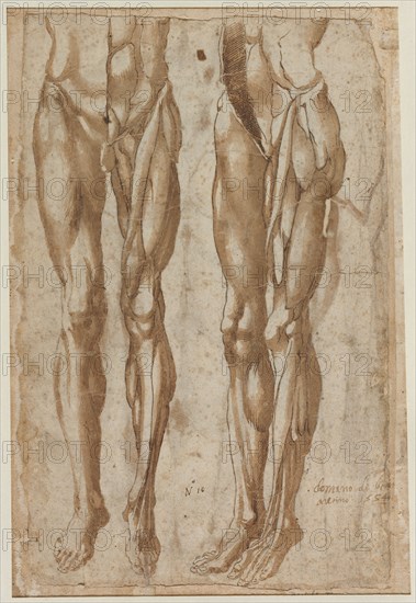 Two Studies of a Flayed Man, 1554. Bartolommeo da Arezzo (Italian, 1578). Pen and brown ink and brush and brown wash over black chalk; incised (both figures) and pricked (left figure); sheet: 40.5 x 27.6 cm (15 15/16 x 10 7/8 in.).