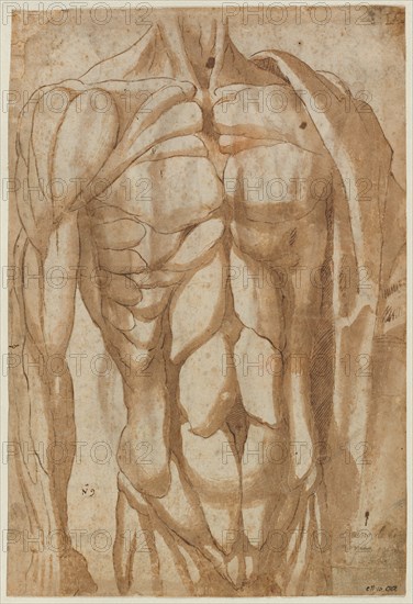 Study of a Flayed Torso, 1554. Bartolommeo da Arezzo (Italian, 1578). Pen and brown ink and brush and brown wash over traces of black chalk; incised; sheet: 40.5 x 27.6 cm (15 15/16 x 10 7/8 in.).
