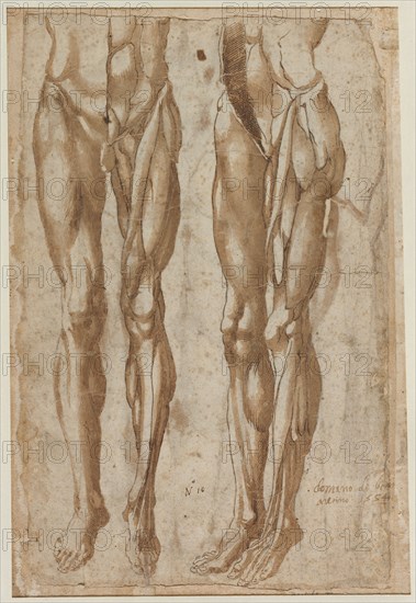 Two Studies of a Flayed Man (recto) Study of a Flayed Torso (verso), 1554. Bartolommeo da Arezzo (Italian, 1578). Pen and brown ink and brush and brown wash over black chalk; incised (both figures) and pricked (left figure); sheet: 40.5 x 27.6 cm (15 15/16 x 10 7/8 in.)