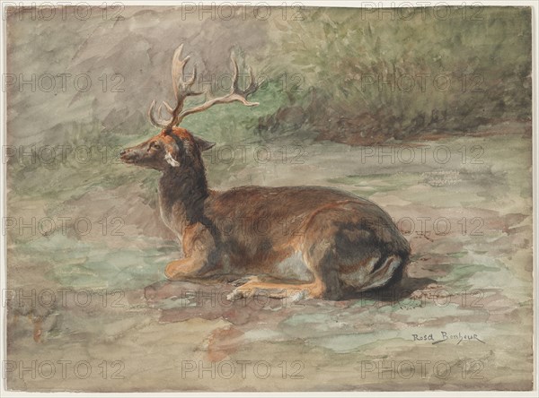 Recumbent Stag, second half 19th century. Rosa Bonheur (French, 1822-1899). Watercolor and gouache over graphite; sheet: 28 x 38.1 cm (11 x 15 in.).