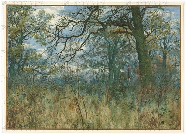 Trees and Undergrowth, 1885. Garden William Fraser (British, 1856-1921). Watercolor with gouache; sheet: 19 x 26.8 cm (7 1/2 x 10 9/16 in.).