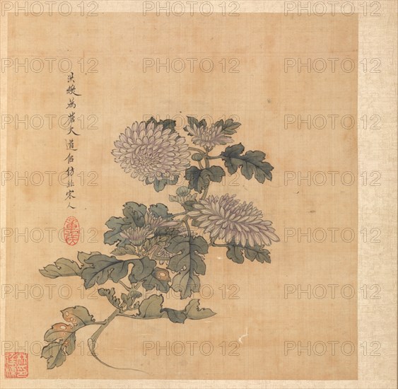 Paintings after Ancient Masters: Chrysanthemum, 1598-1652. Chen Hongshou (Chinese, 1598/99-1652). Album leaf, ink and color on silk; overall: 30.2 x 26.7 cm (11 7/8 x 10 1/2 in.).