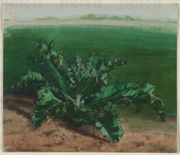 Study of a Plant, Possibly Thistle, 1862. Léon Bonvin (French, 1834-1866). Watercolor and pen and brown ink with white heightening; sheet: 25.3 x 29.5 cm (9 15/16 x 11 5/8 in.); secondary support: 25.3 x 29.5 cm (9 15/16 x 11 5/8 in.).