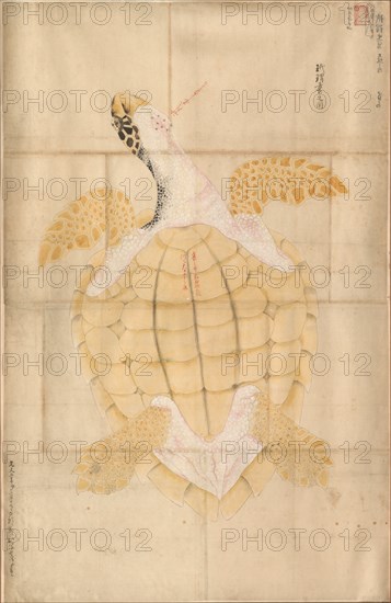Tortoise, 18th century. Japan, Edo period (1615-1868). Watercolor on paper; framed: 114.4 x 75.5 cm (45 1/16 x 29 3/4 in.); painting only: 119.7 x 70.5 cm (47 1/8 x 27 3/4 in.).