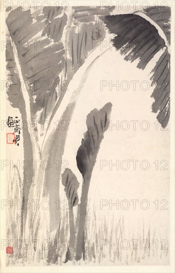Banana Plants, 1788. Min Zhen (Chinese, 1730-after 1788). Album leaf, ink on paper; sheet: 29 x 18.4 cm (11 7/16 x 7 1/4 in.).