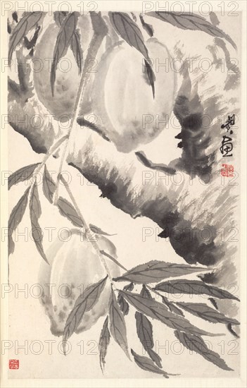 Peaches, 1788. Min Zhen (Chinese, 1730-after 1788). Album leaf, ink on paper; sheet: 29 x 18.4 cm (11 7/16 x 7 1/4 in.).