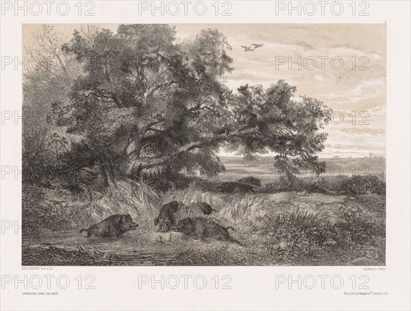 Animals and Landscape after Nature:  Wild Boar in a Pond, c. 1850. Karl Bodmer (Swiss, 1809-1893). Lithograph