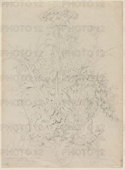 Plant Study, 1857. Eugene Bléry (French, 1805-1886). Graphite; sheet: 41.7 x 30.6 cm (16 7/16 x 12 1/16 in.).