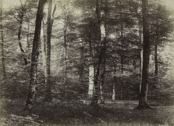 Untitled (The Forest of Fontainbleau), c. 1874. Constant Alexandre Famin (French, 1827-1888). Albumen print, coated, from wet collodion negative; image: 17.2 x 23.7 cm (6 3/4 x 9 5/16 in.); matted: 40.6 x 50.8 cm (16 x 20 in.)