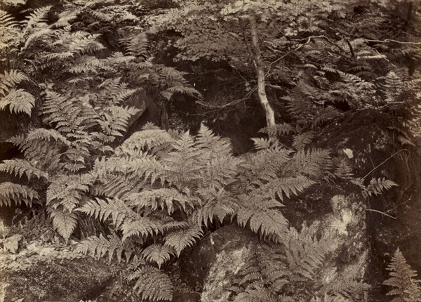 Untitled (Fern Study), late 1870s. Frank Meadow Sutcliffe (British, 1853-1941). Albumen print; image: 14.2 x 19.8 cm (5 9/16 x 7 13/16 in.); matted: 30.6 x 35.6 cm (12 1/16 x 14 in.)