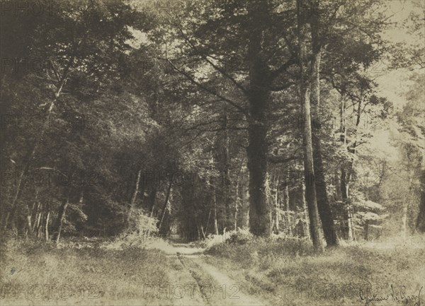 Pathway in the Forest of Fontainbleau, 1849-1852. Gustave Le Gray (French, 1820-1884). Salted paper print from waxed paper negative; image: 19.1 x 26.5 cm (7 1/2 x 10 7/16 in.); matted: 40.6 x 50.8 cm (16 x 20 in.)