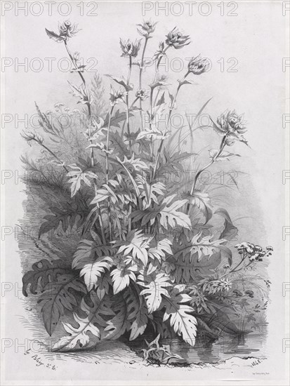 Groups of Various Plants Drawn After Nature:  No. 7, 1848. Eugene Bléry (French, 1805-1886), Thierry frères. Lithograph; sheet: 49.8 x 37.6 cm (19 5/8 x 14 13/16 in.); image: 43.5 x 31.5 cm (17 1/8 x 12 3/8 in.)