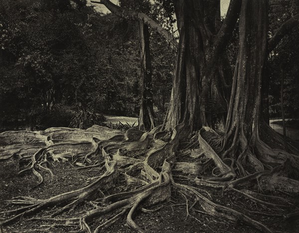 Rubber Tree, Assam, India (Ficus Elastica), c.1880s. Charles T. Scowen (British). Albumen print from wet collodion negative; image: 22 x 27.8 cm (8 11/16 x 10 15/16 in.); matted: 40.6 x 50.8 cm (16 x 20 in.)