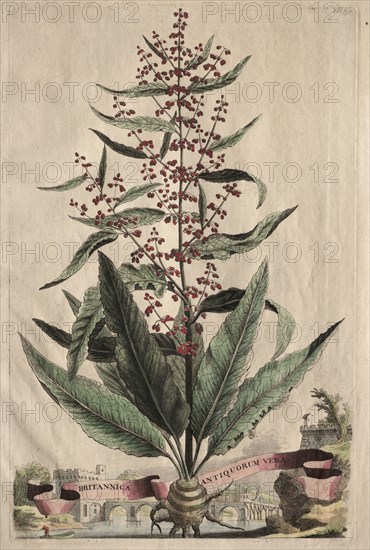 Phytographia Curiosa:  Britannica Antiquorum Vera. Abraham Munting (Dutch, 1626-1683). Etching, hand colored with watercolor; overall: 32 cm (12 5/8 in.)