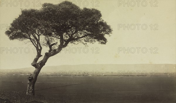 Untitled (Landscape near Watsonville, California), c. 1879. Eadweard J. Muybridge (American, 1830-1904). Albumen print from wet collodion negative; image: 13.7 x 23.3 cm (5 3/8 x 9 3/16 in.); matted: 40.6 x 50.8 cm (16 x 20 in.)