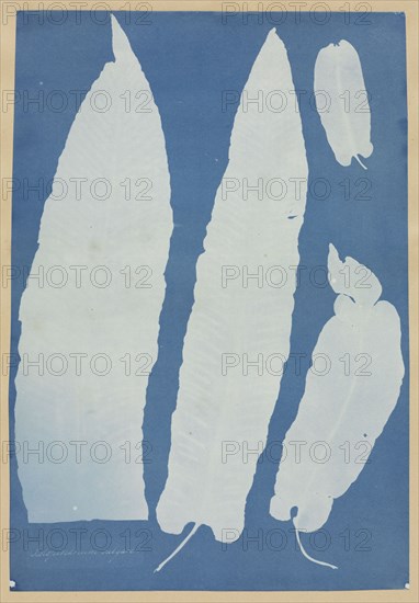 Scolopendrium Vulgare, 1852-1854. Anna Atkins (British, 1799-1871). Cyanotype; image: 33.3 x 22.9 cm (13 1/8 x 9 in.); paper: 48.3 x 37.5 cm (19 x 14 3/4 in.); matted: 61 x 50.8 cm (24 x 20 in.)