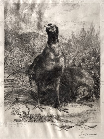 The Pheasants, 1899. Félix Bracquemond (French, 1833-1914). Etching; sheet: 41 x 31.2 cm (16 1/8 x 12 5/16 in.); platemark: 32.5 x 24.4 cm (12 13/16 x 9 5/8 in.)