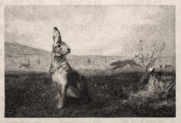 The Hare (after A. de Balleroy), 1865. Félix Bracquemond (French, 1833-1914). Softground and drypoint; sheet: 20.6 x 28.3 cm (8 1/8 x 11 1/8 in.); platemark: 18 x 25.5 cm (7 1/16 x 10 1/16 in.)