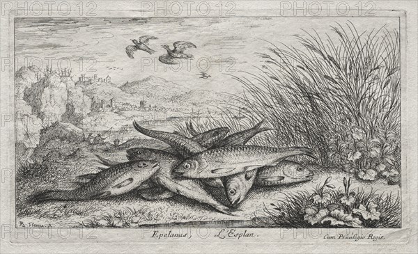Fresh Water Fish, Part II: Epelanus, L' Esplan. Albert Flamen (Flemish, c. 1620-1669). Etching; sheet: 17.6 x 26.5 cm (6 15/16 x 10 7/16 in.); platemark: 10.4 x 17.7 cm (4 1/8 x 6 15/16 in.).