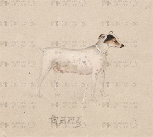 Dog, 1800s. India, Company School, 19th century. Color on paper; overall: 16.8 x 21.1 cm (6 5/8 x 8 5/16 in.).