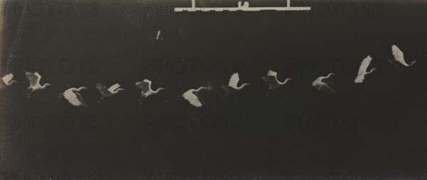 Chronophotograph of a Flying Heron. Étienne-Jules Marey (French, 1830-1904). Gelatin silver print; image: 8.3 x 9.4 cm (3 1/4 x 3 11/16 in.); paper: 8.3 x 21.4 cm (3 1/4 x 8 7/16 in.); matted: 35.6 x 45.7 cm (14 x 18 in.).