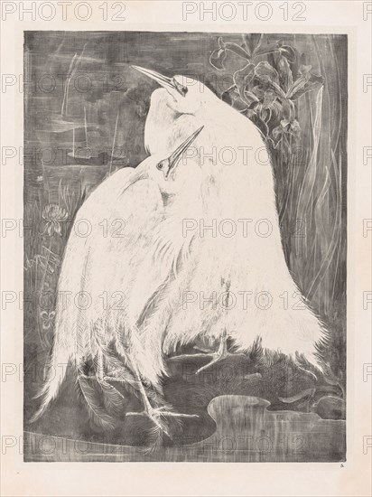 Animal Studies: Two Silver Herons, 1898. Theo van Hoytema (Dutch, 1863-1917). Embossed lithograph; sheet: 70.1 x 47.4 cm (27 5/8 x 18 11/16 in.); image: 46.3 x 36.4 cm (18 1/4 x 14 5/16 in.).