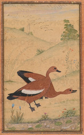 A pair of Brahminy ducks, c. 1595; borders added probably 1800s. India, Mughal, 16th century. Opaque watercolor on paper, mounted with later pink and blue borders; page: 28.3 x 19.8 cm (11 1/8 x 7 13/16 in.); painting: 8.6 x 4.5 cm (3 3/8 x 1 3/4 in.).