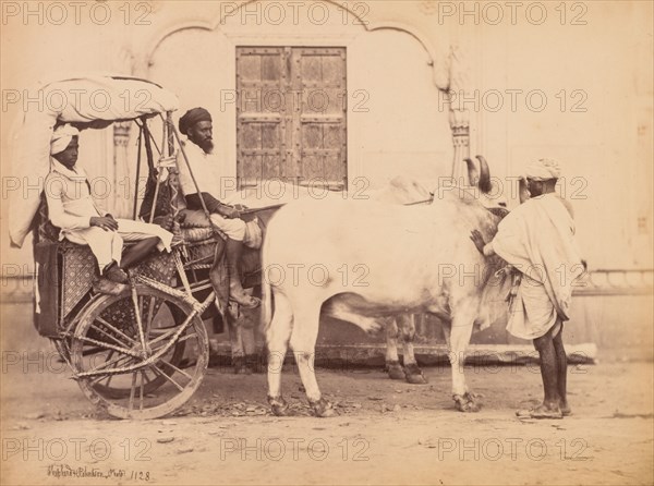 Bullock Cart, Delhi, 1863. Shepherd & Robertson (British, active Agra and Simla, 1862-1864). Albumen print from glass plate negative; image: 18 x 24.1 cm (7 1/16 x 9 1/2 in.); paper: 18 x 24.1 cm (7 1/16 x 9 1/2 in.); mounted: 22.4 x 31.7 cm (8 13/16 x 12 1/2 in.).