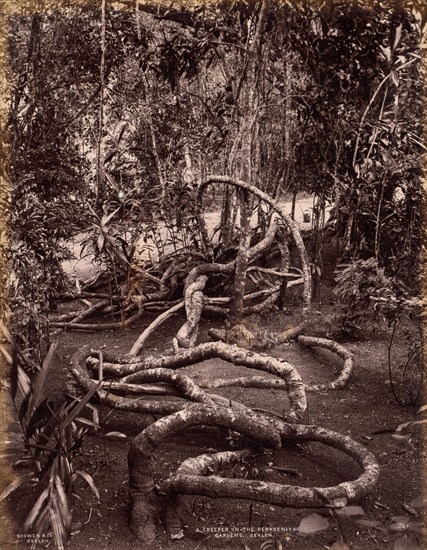 A Creeper in the Peradeniya Gardens, Ceylon, c. 1880. Scowen & Co. (British, active Ceylon, 1876-1895). Albumen print from glass plate negative; image: 27.7 x 21.5 cm (10 7/8 x 8 7/16 in.); paper: 27.7 x 21.5 cm (10 7/8 x 8 7/16 in.); mounted: 29.3 x 23 cm (11 9/16 x 9 1/16 in.).