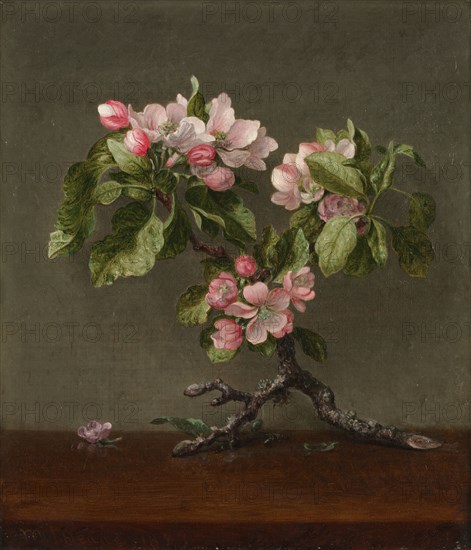 Apple Blossoms, 1873. Martin Johnson Heade (American, 1819-1904). Oil on canvas; unframed: 35.8 x 30.7 cm (14 1/8 x 12 1/16 in.).