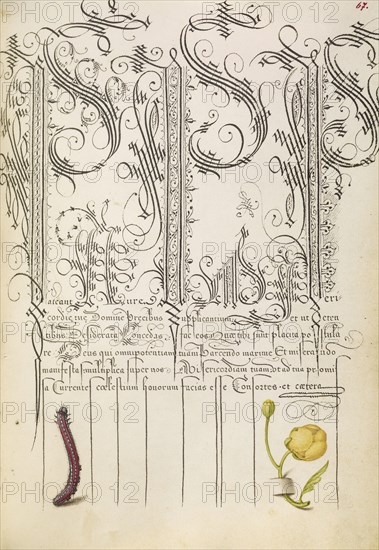 Caterpillar and Globeflower; Joris Hoefnagel, Flemish , Hungarian, 1542 - 1600, and Georg Bocskay, Hungarian, died 1575