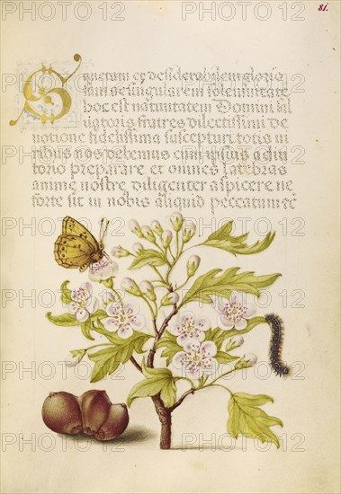 Insect, English Hawthorn, Caterpillar, and European Filbert; Joris Hoefnagel, Flemish , Hungarian, 1542 - 1600, and Georg